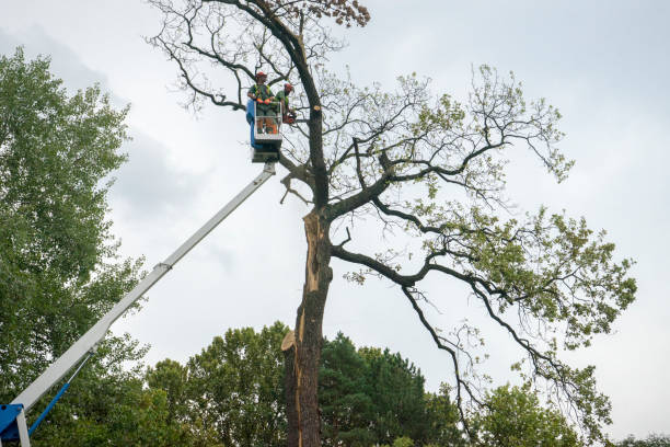 Best Root Management and Removal  in Carmel, IN